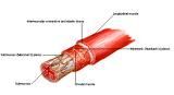 Anatomie:hart,longen,mediastinum,vagus,azygos,trachea,bronchus,vena cava,slokdarm,oesophagus,larynx,cor,diaphragma